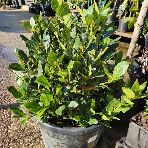 Laurus nobilis bay leaf - laurus,