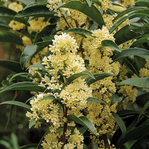 Fudingzhu fragrant tea olive - fragrant,