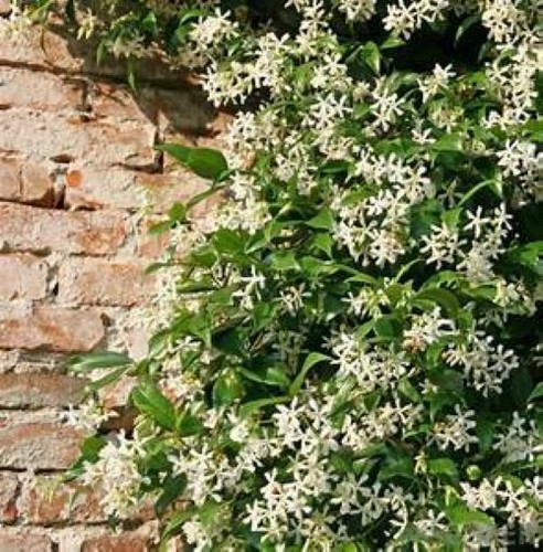 Night blooming jasmine - blooming, jasmine~