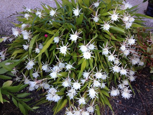 Cereus night blooming cactus - cereus,