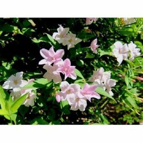 Jasmine stephanense fragrant - jasmine,