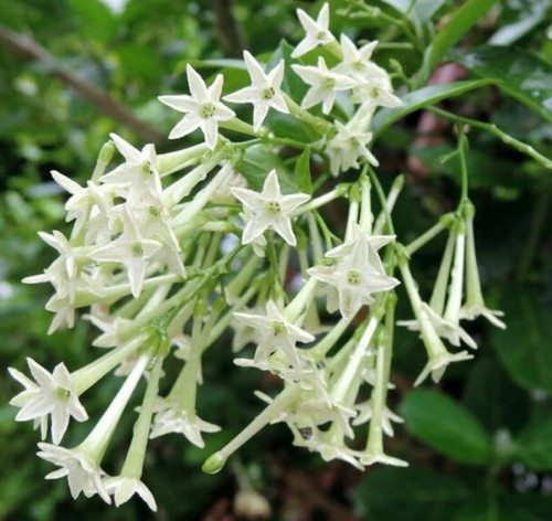 Set night blooming - night,